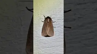 Why couldn&rsquo;t this moth stick around‽