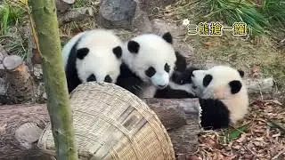 2025級熊貓寶寶咬著奶媽的袖子不鬆口，一蹦一跳跑向奶媽要抱抱，兩個小熊抱著一起摔了個大馬哈#熊猫 #熊貓寶寶 #成都基地