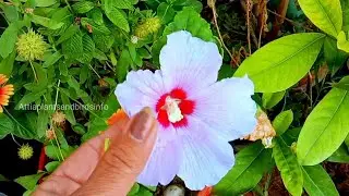 🌸 Purple Hibiscus Tea Cutting Growth & Heavy Flowering Care | Fertilizer Tips | Pyar Garden