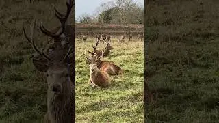 Red Stags in Bushy Park | Teddington, UK
