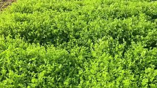 Coriander farming 🧺@Avinashmeena16 