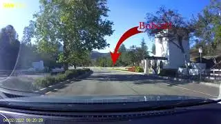 Bobcat crossing
