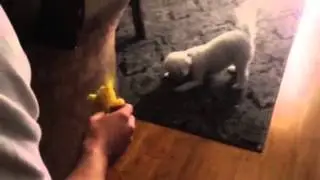 Puppies and duckies