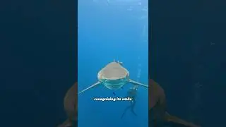 A shark repaying kindness#animals #shark #friendship #cute #shorts