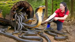 Harvesting Cobra in the Valley of Snakes to Go to Market Sell, Giant python lurking to attack