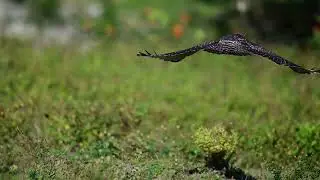 hawk flight in slow motion