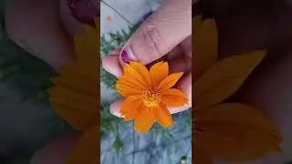 beautiful cosmos flower caring tips #cosmos #beautifulflowers
