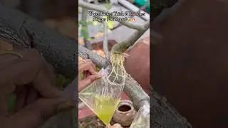 😱Water Packet trick తో Branches nundi Roots in just 2 weeks!💧🌱
