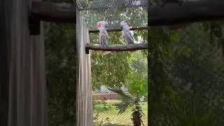 birds dancesss😘