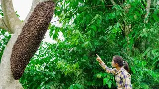 A swarm of bees suddenly appears. What will happen to Linh when they build a nest near her house?