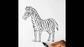 Easy Zebra Drawing