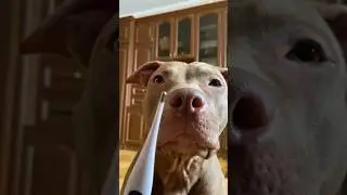 Когда очень хочешь помочь #shorts #питбульджина #doglife #funnydogs #cutedogs #funnyvideo