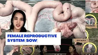 VET ENDO | The Female Reproductive System Demo 2 | Student Output