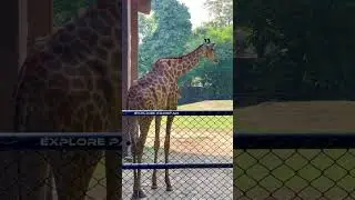 Lahore zoo | zraaf | لاہور چڑیا گھر زرافہ