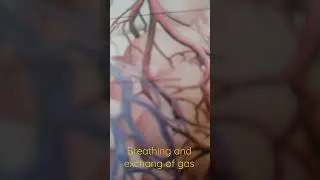 NEET MOTIVATION💖//🙏👍\\ Breathing and exchange of gas #3d notes#shorts