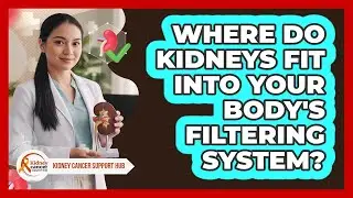 Where Do Kidneys Fit Into Your Body's Filtering System?