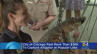 Hunt For 'Chance The Snapper' Cost Chicago More Than $33,000