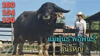 เปิดราคาควายงามสายพัฒนา แม่พันธุ์ไซส์ 154 พ่อพันธุ์หนุ่มหล่อ สูง 160 ควายสาวหนุ่มหล่ออีกมากมาย