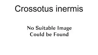 Crossotus Inermis