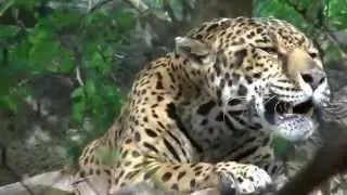 Beautiful Jaguar Roar