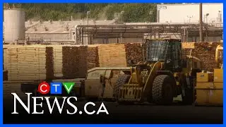 Federal budget could protect Maritime forestry industry