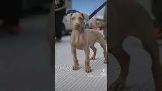 doberman fawn isabelino cosmo 🤎