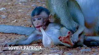 Very cute baby monkey Patricia very playful... Patricia really lovely baby monkey