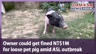 Owner could get fined NT$1M for loose pet pig amid ASL outbreak｜Taiwan News