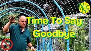 Goodbye Peas - Hello Beans - We Plant Out Our French and Runner Beans For Our Pea and Bean Arch!