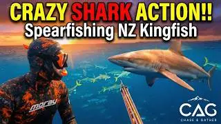 Spearfishing Offshore - Blue Water, Big Kingfish & Hectic Sharks