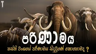  අලි ඇතුන්ගේ පරිනාමය | Evolution of elephant #elephant #Proboscideans #Tprime