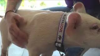 'Miracle Piglet' defies the odds at SPCA serving Erie County