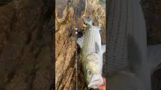 Big Bass On Light Tackle #shorts #stripedbass #stripedbassfishing #fishing #fishingvideo #bass