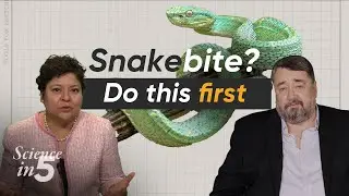 WHO&rsquo;s Science in 5 - Snakebites: Life saving facts - 20 September 2024