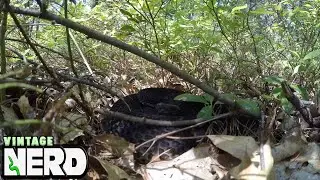 NH Timber Video #2 of same snake with a quick buzz!