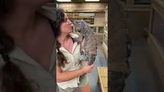 Have you ever been kissed by a lizard #kissed#lizard#animals