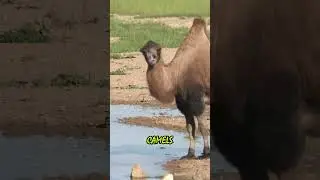 Why do camels have humps, and what&rsquo;s really inside them?