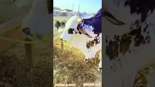Cow Mandi 2025 Karachi Northern Bypass Update |  May 22, 2025 |  Bakra Eid Season 2025
