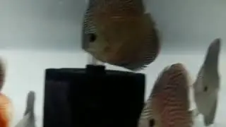 Imported discus fish available
