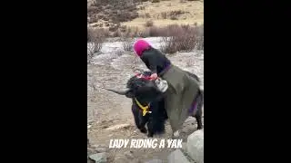 How to ride a Yak?? | Lady rides a Yak like a Boss |