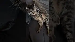 Cat sitting on the sofa