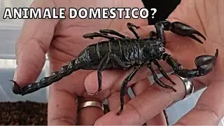 Ho comprato uno Scorpione Gigante
