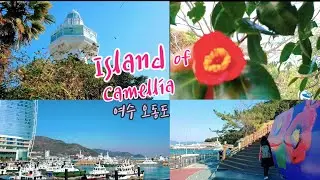 Odongdo Island of camellia flowers in Yeosu Marine City in Korea