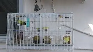 MILTIADIS - &Nu;&omicron;1 Harzer Roller canary & Malinois Waterslager-ONE&ONLY GREECE-!