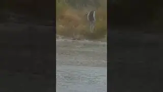 wildcreature