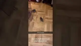 Fighting Hamsters 🐹