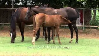 Young horse sucking milk from udder of mare