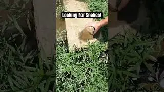 Queen Snake Flip! #venomouscreatures #reptile #reptiles #snake