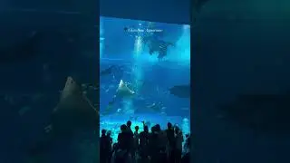 📍Okinawa Churaumi Aquarium