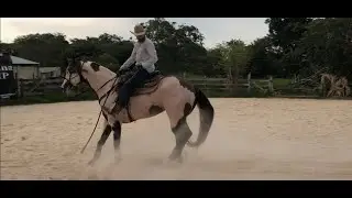 Ejercicio para enseñarle la ceja (retroceder)  al caballo
